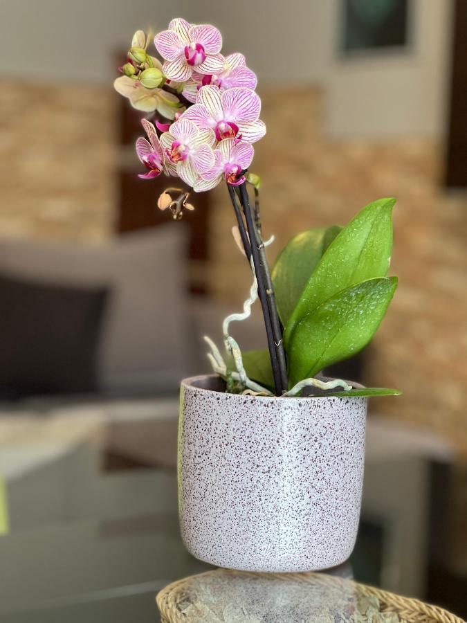 Dorina Wellness Apartman Шіофок Екстер'єр фото